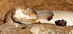 Agkistrodon contortrix