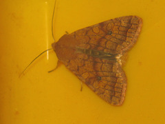 Sunira circellaris