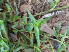 Murdannia keisak