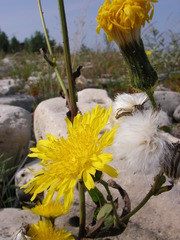 Sonchus