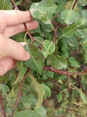 Pyrus bourgaeana