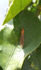 Nephrotoma