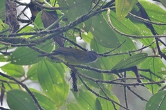 Cnemoscopus rubrirostris