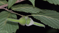 Corylus sieboldiana
