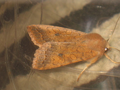 Sunira circellaris
