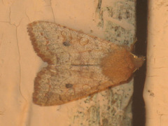 Sunira circellaris