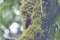 Margarornis squamiger