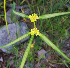 Euphorbia heterophylla