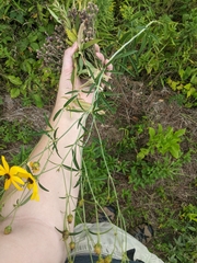 Coreopsis tripteris