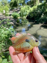 Lepomis megalotis
