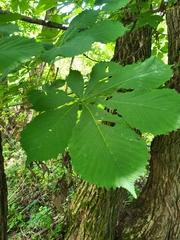 Aesculus hippocastanum