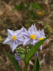 Solanum bonariense