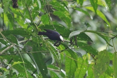 Conirostrum albifrons