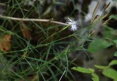 Dianthus hyssopifolius
