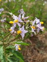 Solanum bonariense