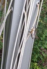 Neotibicen canicularis