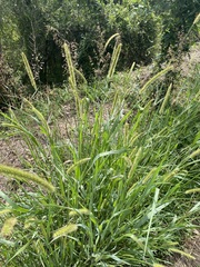 Setaria leucopila