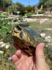 Sternotherus odoratus