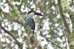 Andigena nigrirostris