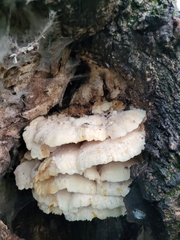 Climacodon septentrionalis