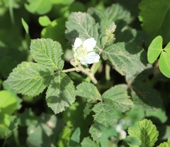 Rubus caesius