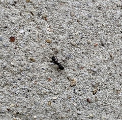 Camponotus pennsylvanicus