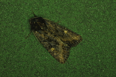 Helotropha reniformis