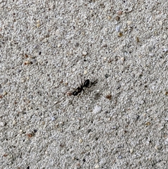 Camponotus pennsylvanicus