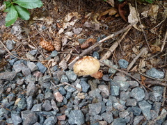 Amanita amerirubescens