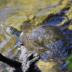 Pseudemys