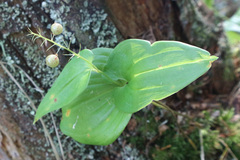 Maianthemum bifolium