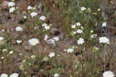 Chaenactis fremontii