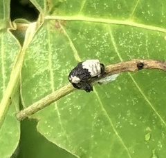 Sternuchopsis trifida