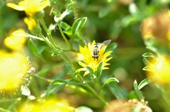 Helophilus latifrons