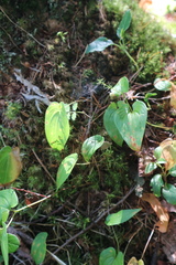 Maianthemum bifolium