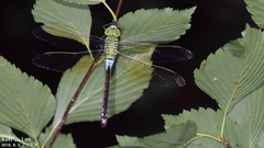 Anax parthenope julius
