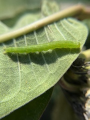 Scoliopteryx libatrix