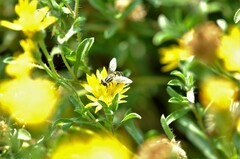 Helophilus latifrons