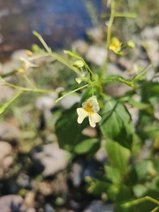 Impatiens parviflora