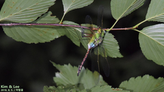 Anax parthenope julius