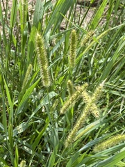 Setaria leucopila