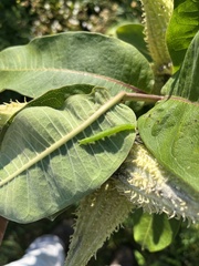 Scoliopteryx libatrix