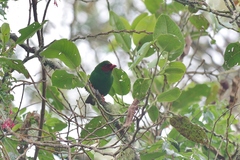 Chlorornis riefferii