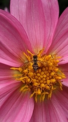 Toxomerus occidentalis