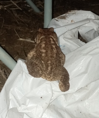 Bufo spinosus
