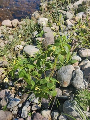 Impatiens parviflora