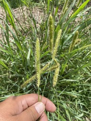 Setaria leucopila