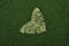 Nepytia canosaria