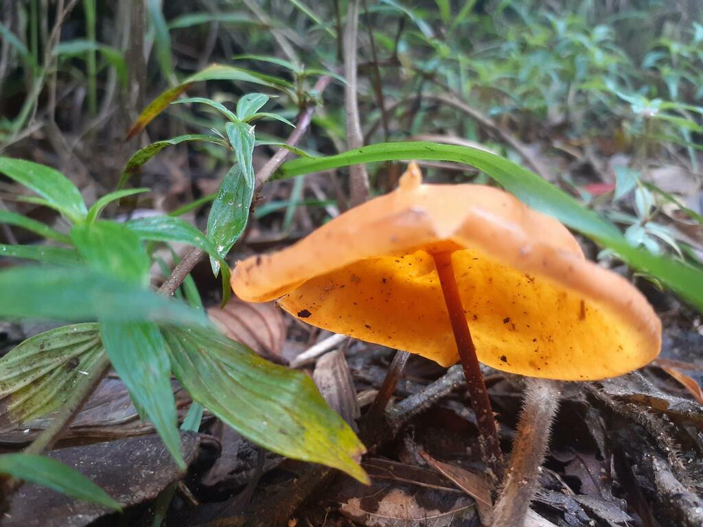Marasmius hymenogloeus · January 2021 · photo: © cladoniaconfusa (iNaturalist, CC)