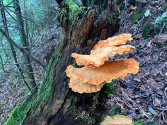 Laetiporus sulphureus